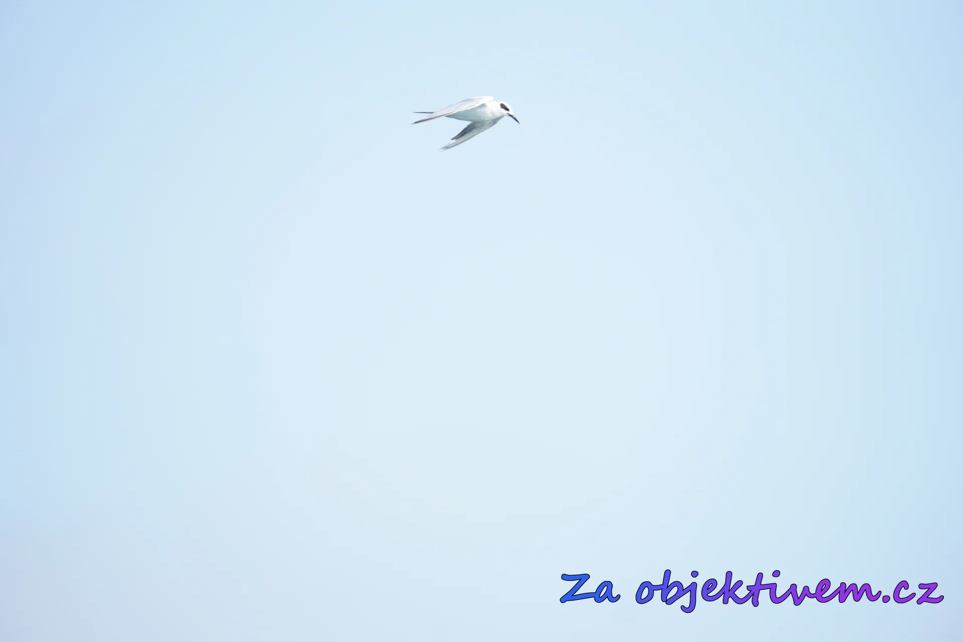 Rybák severoamerický
